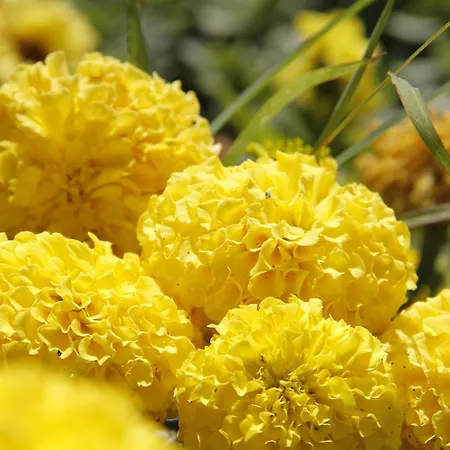 מלון Nicholas Park