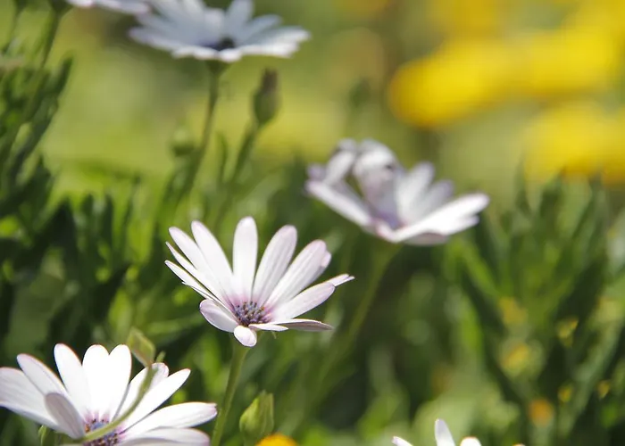 Hotell Nicholas Park Öludeniz