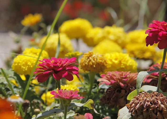 Nicholas Park 4* أولدينيس